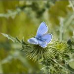 روستای کنارانجام لاریجان
