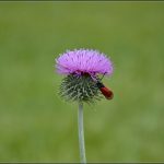 روستای کنارانجام لاریجان