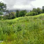 روستای کنارانجام لاریجان