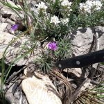 روستای لاسم لاریجان