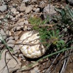 قارچ کوهی که در کوه های روستای لاسم روییده است.