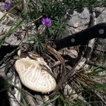 قارچ کوهی که در کوه های روستای لاسم روییده است.