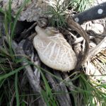 قارچ کوهی که در کوه های روستای لاسم روییده است.