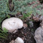 قارچ کوهی که در کوه های روستای لاسم روییده است.