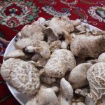 قارچ کوهی که در کوه های روستای لاسم روییده است.