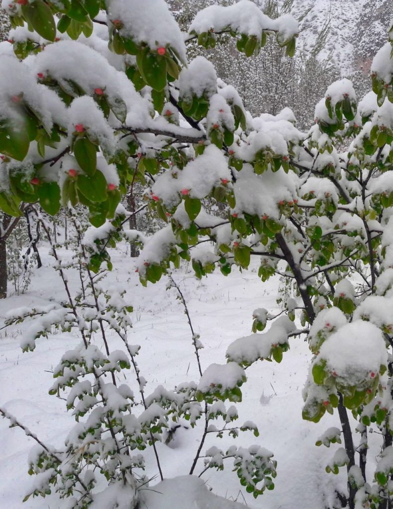 برف بهاری در روستای گیلاس لاریجان