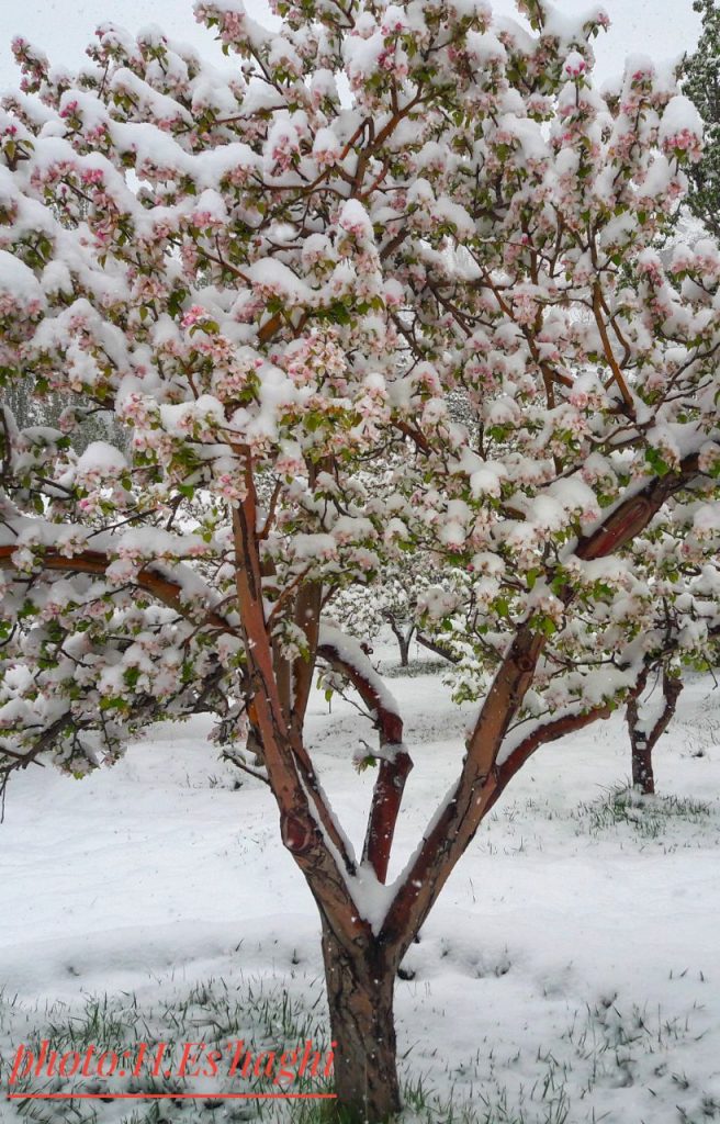 برف بهاری در روستای گیلاس لاریجان