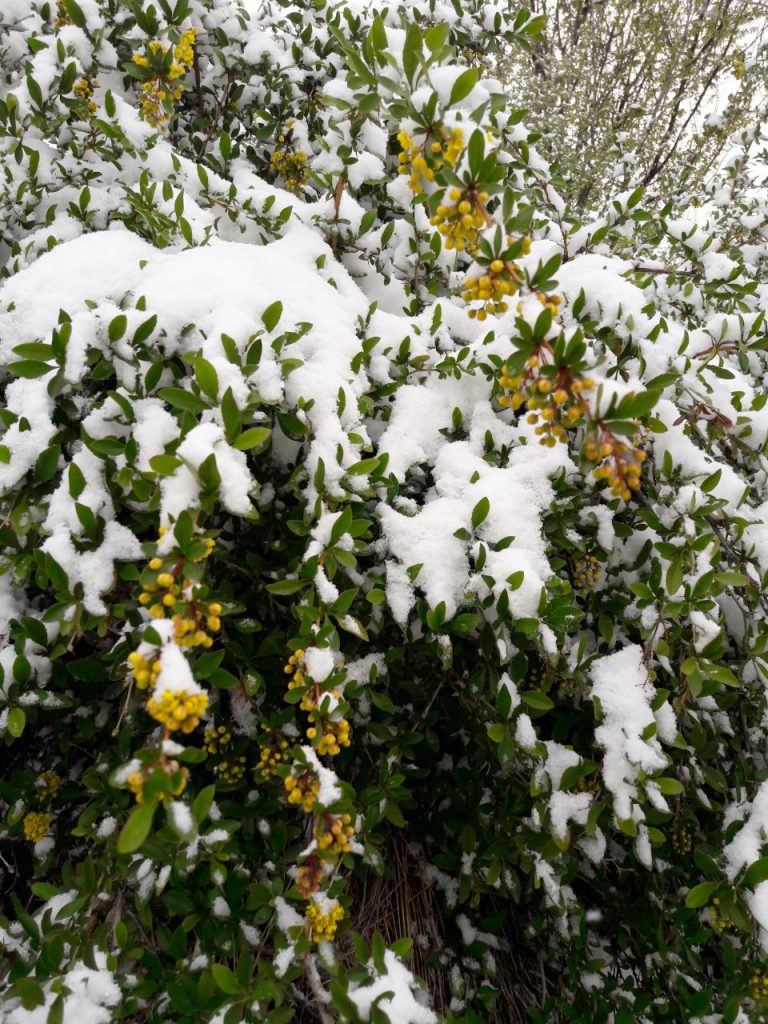 برف بهاری در روستای گیلاس لاریجان