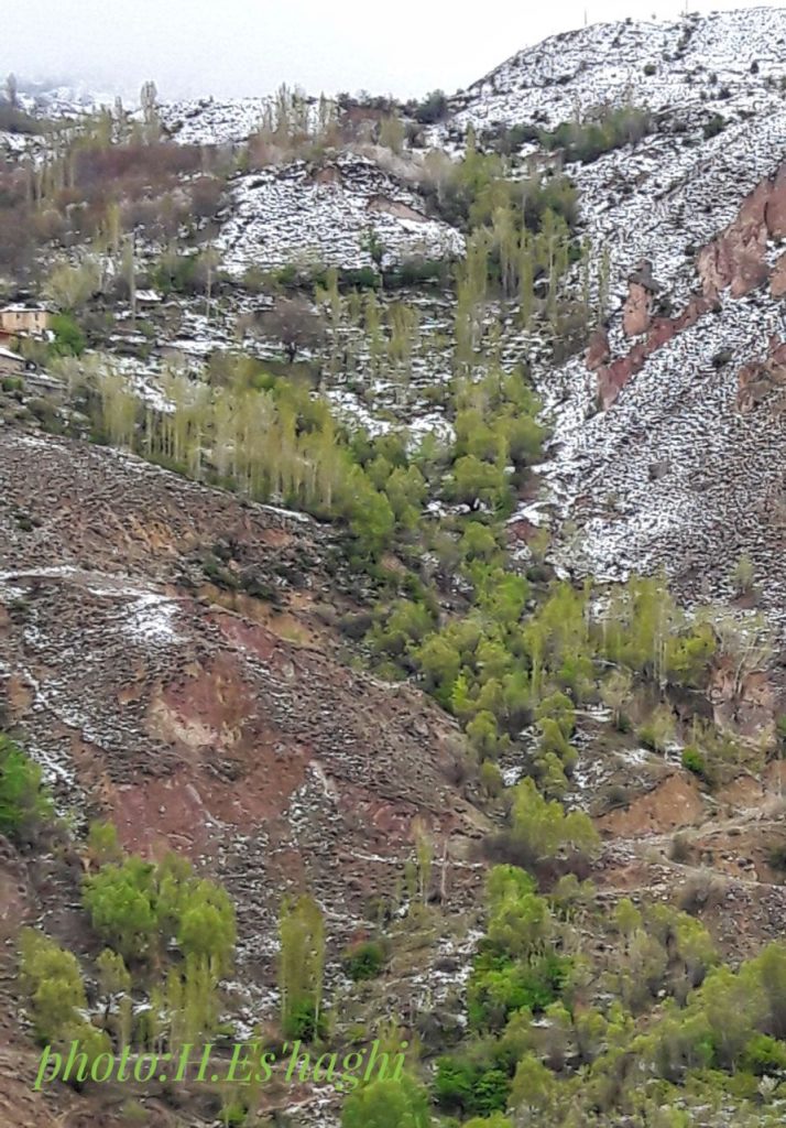 برف بهاری در روستای گیلاس لاریجان