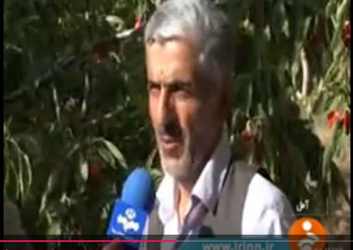 برداشت گیلاس در روستای گیلاس